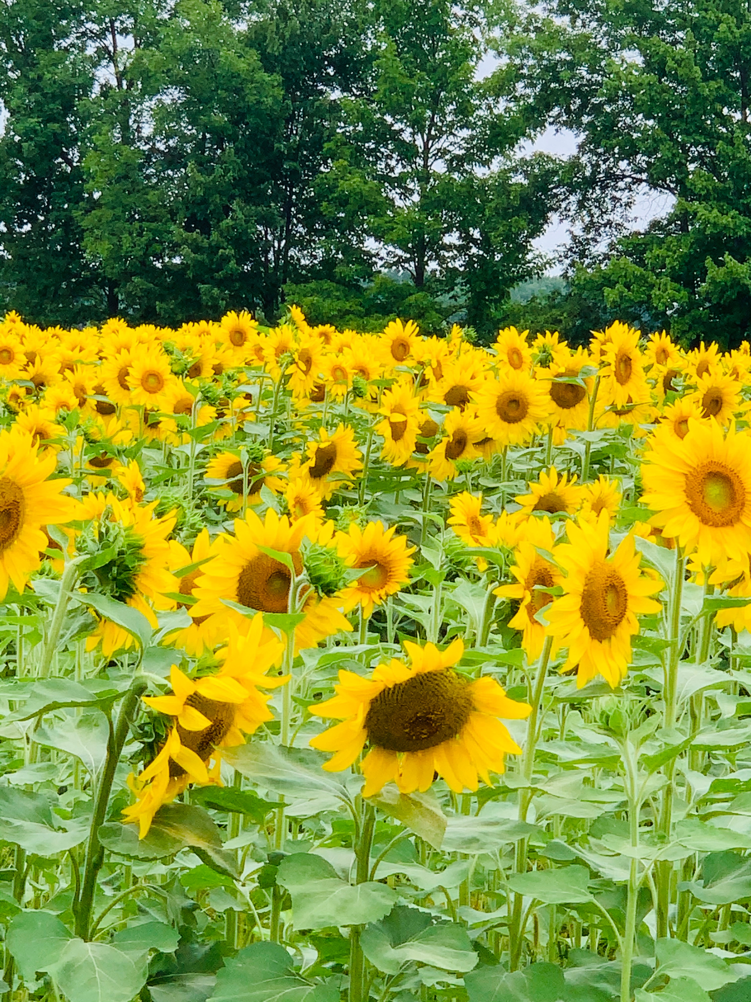 #近日多场医药学术会议集中宣布延期# 多地原定于8月份召开各地各级各专业学术会议