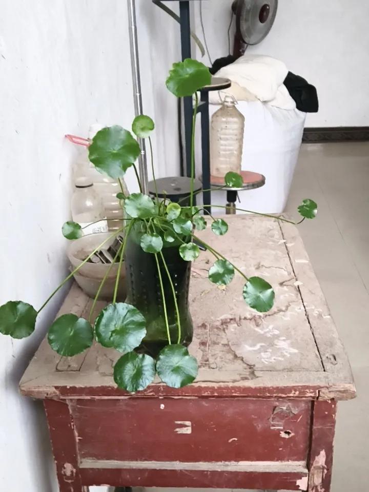 养在室内的铜钱草，给点阳光就灿烂，大家认为好看吗？
咱们家养的铜钱草好看吗?