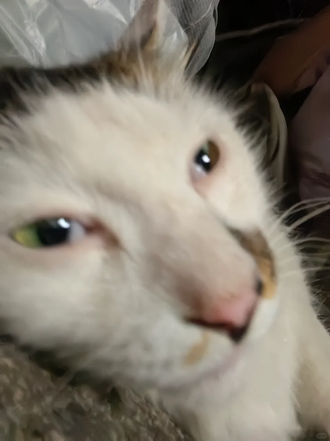 大学里的猫都长这样吗