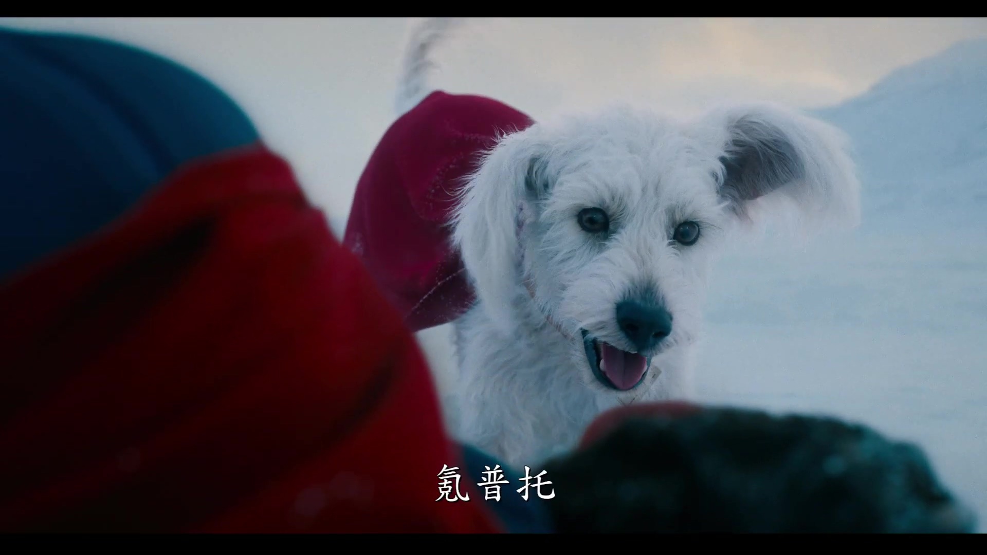 小氪带我回家！ 