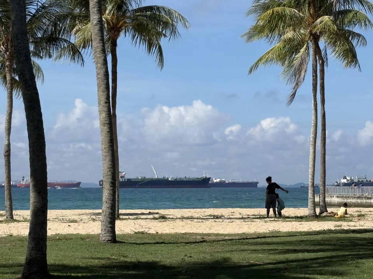 大海椰林和狗
