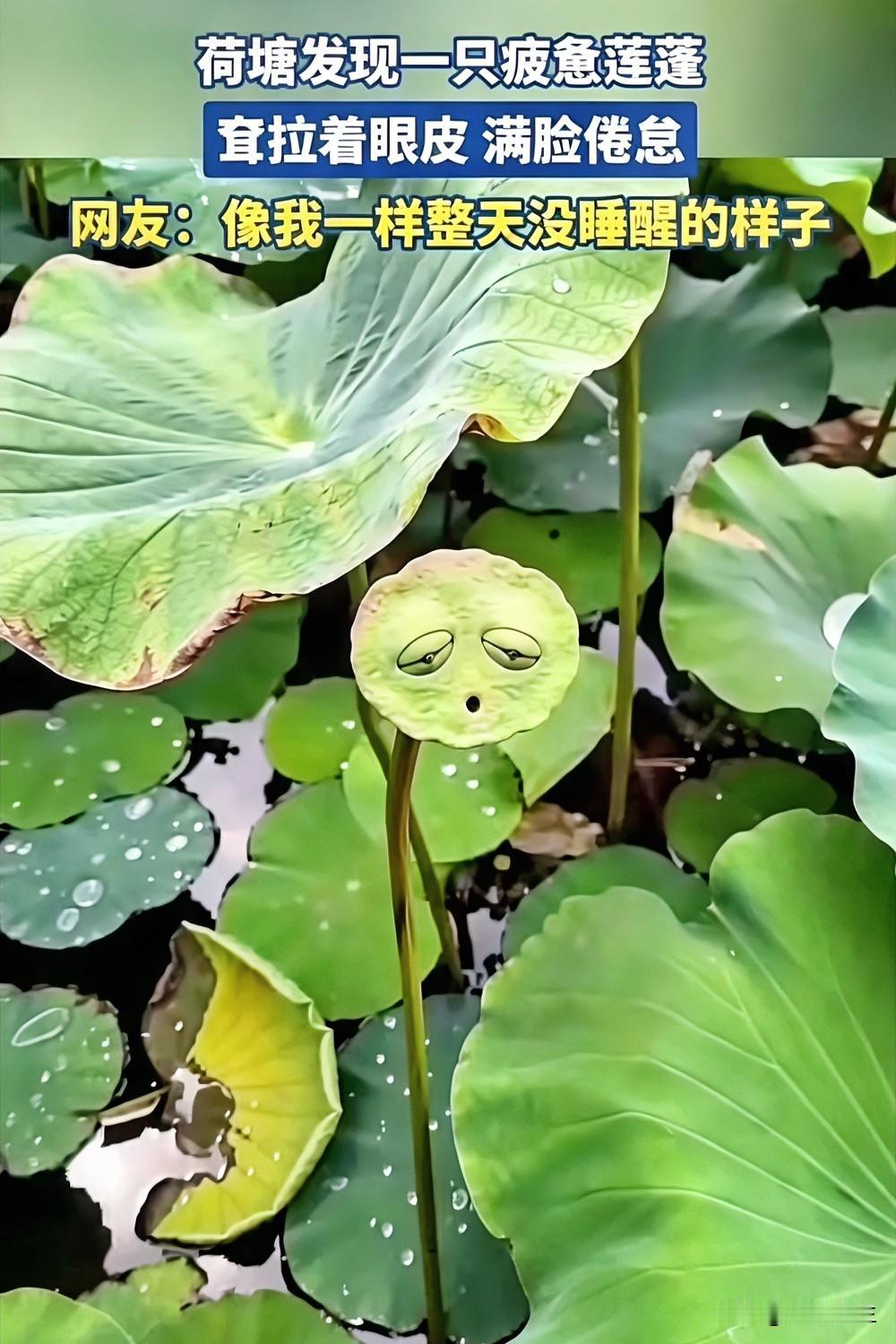 荷塘这颗莲蓬，简直是当代人的精神写照。
眼皮耷拉着，一脸疲惫，连嘴都懒得合上，跟
