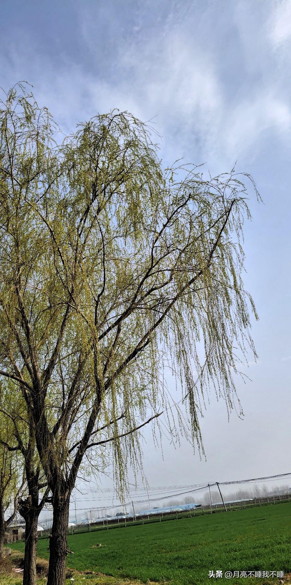站在田埂边，抬头就撞见这几棵冒了新芽的柳树。嫩黄的枝条垂下来，风一吹就晃悠悠的，