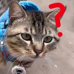 小猫上班上久了也有班味了 咪：不素很想干！ 