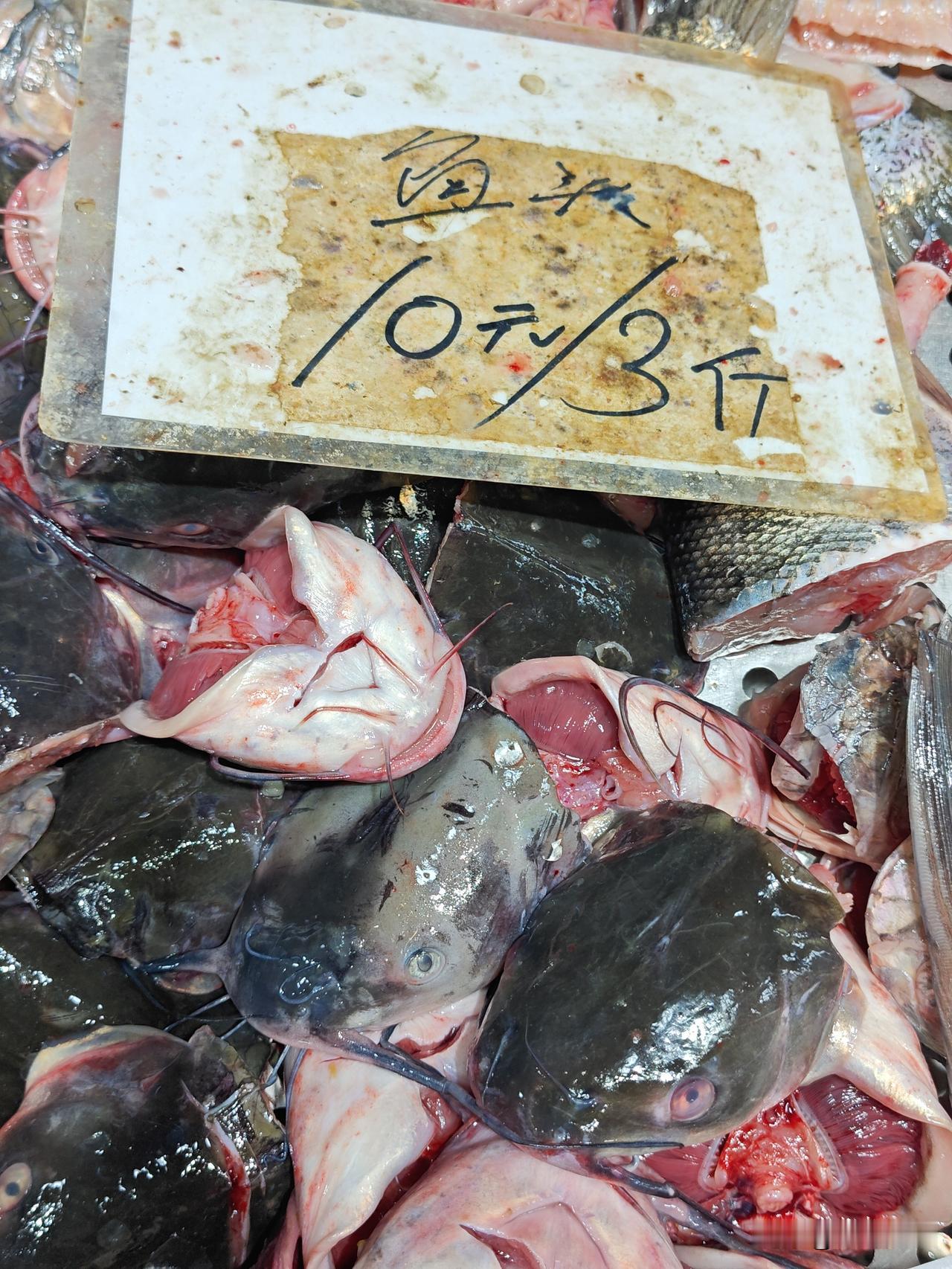 鮰鱼头（斑点叉尾鮰），10元三斤，应该买三斤，回家焖豆腐吃。广州会标钳鱼，荔塱市