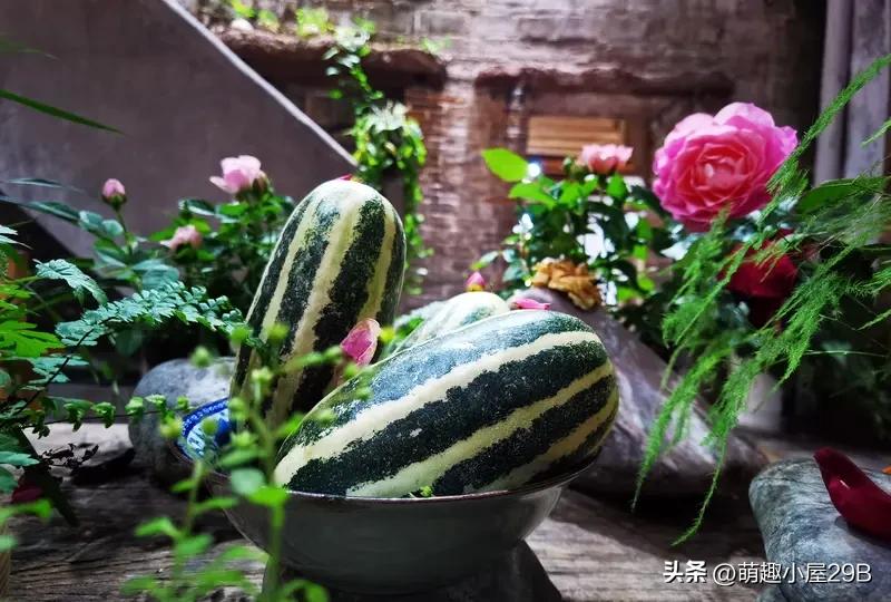 能动的时候，守着自己的瓜田小院，简直不要太爽！就像城市里的退休老人，谷雨前后种瓜