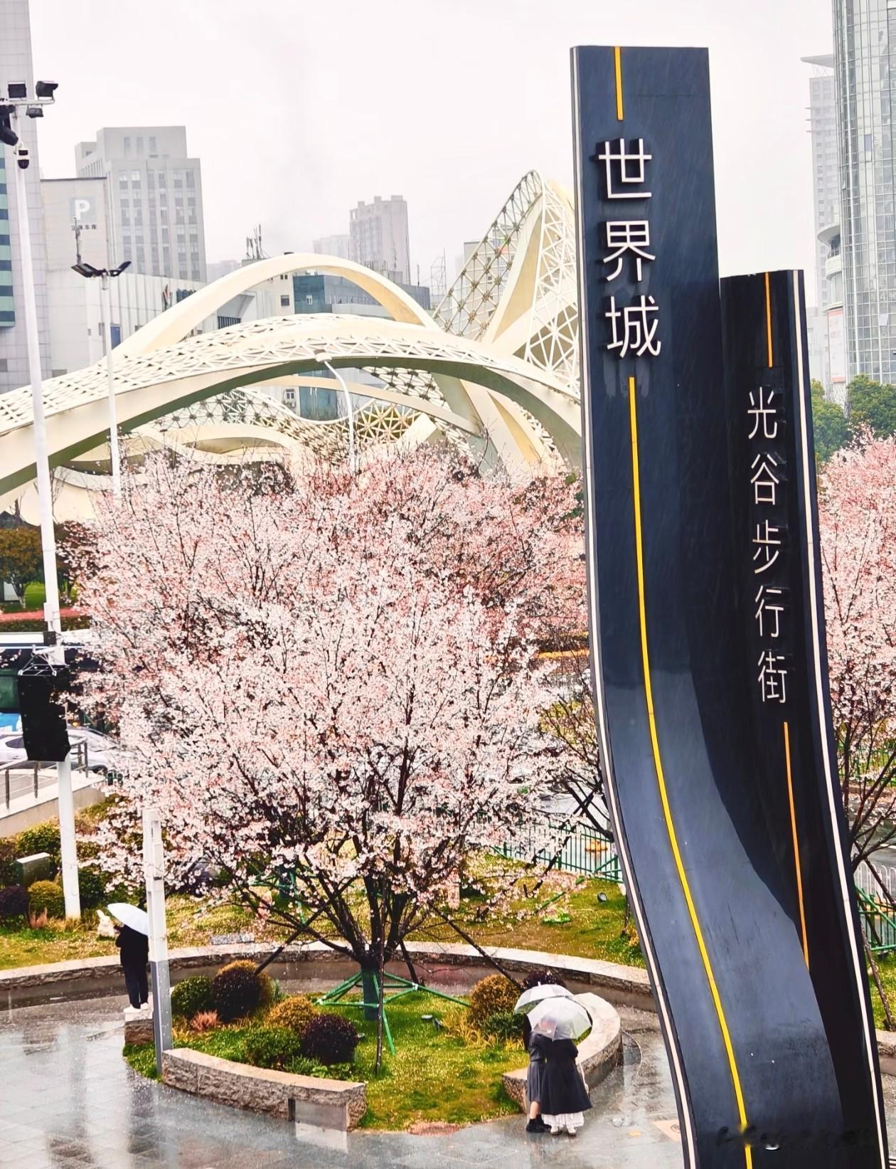 武汉的春天真的很美，樱花绚烂，美不胜收；武汉的春天真的很热，热的不只是天气，还有