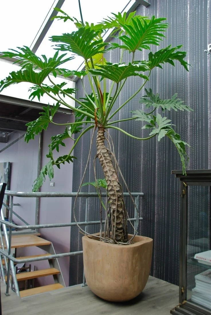 被这棵龟背竹的颜值硬控了🌿