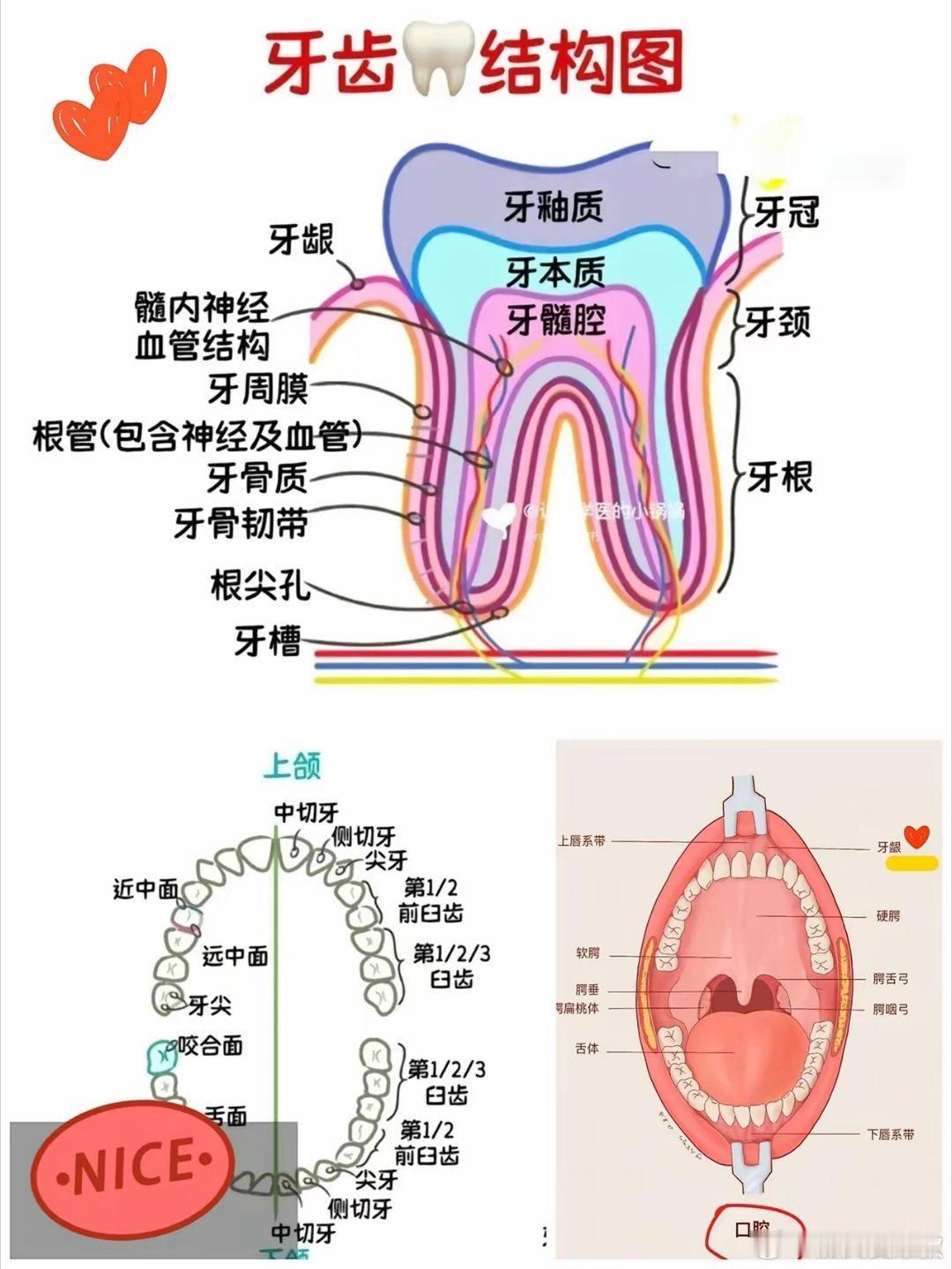 王炸降临！​估计不少人今晚都要辗转难眠了！​央视一报道，中科院成功攻克牙再生技术