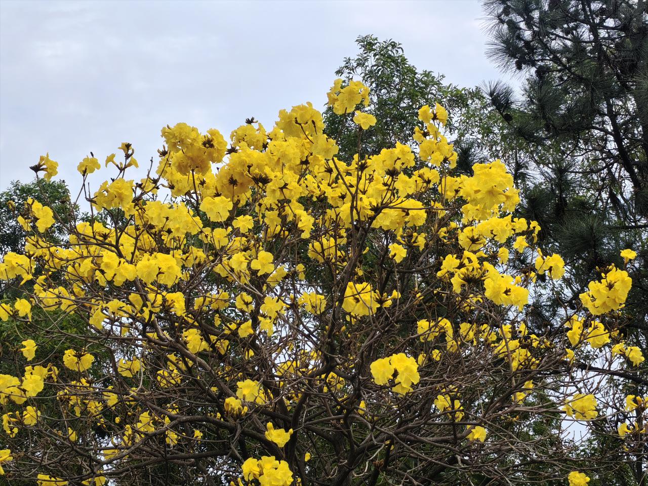 《春夜思怀》

春深漏永月如钩，独倚危栏意未休。
柳絮纷飞迷远道，桃花落尽掩重楼
