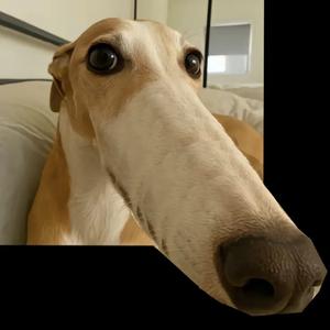 全网梗王不认输