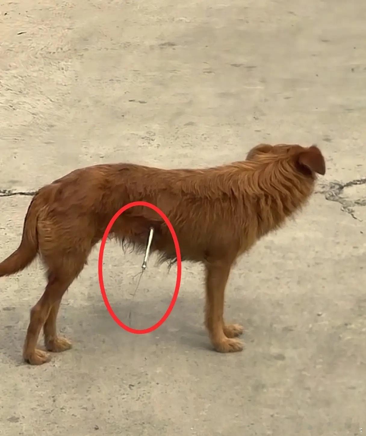 男子一大早来到店里，看到自己喂的这只流浪狗被人用弩箭射中了腹部，他上前想去安抚一