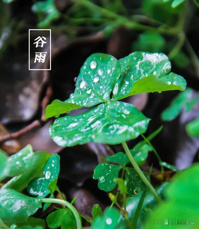 谷雨一来，庄稼坐上了成长加速列车！一般每年4月19日至21日之间，谷雨时节正式登
