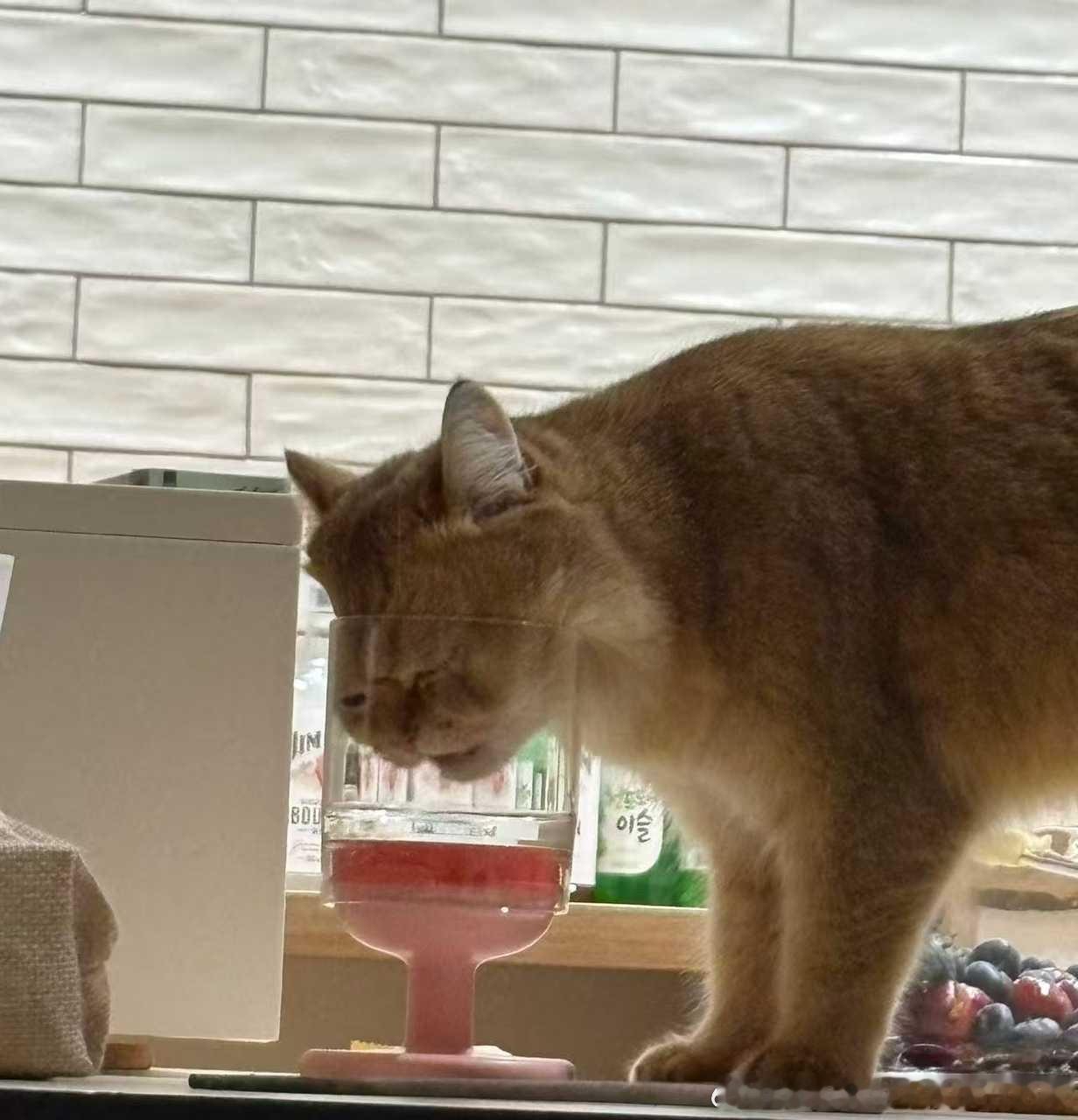 49394【丑猫】酒蒙子小猫（其实杯子里是水）