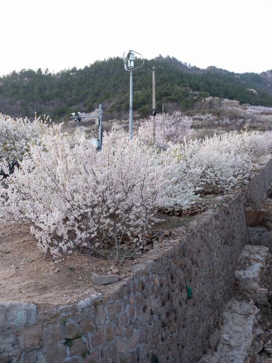 青岛：漫山遍野的花都开了