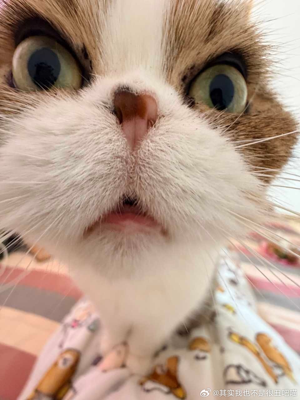 49913【丑猫】回答我！ 