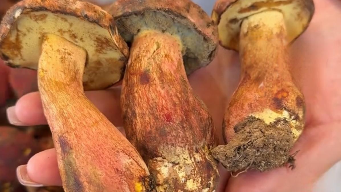 🔥昆明首批见手青上市！1400元/斤开启尝鲜季。3月29日，云南木水花野生菌交