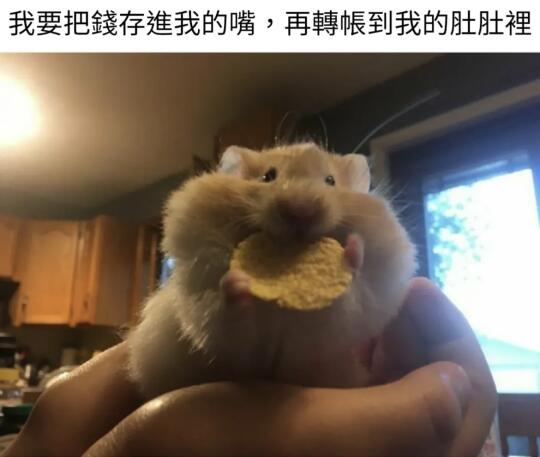 🐹meme梗图放送时间🐶