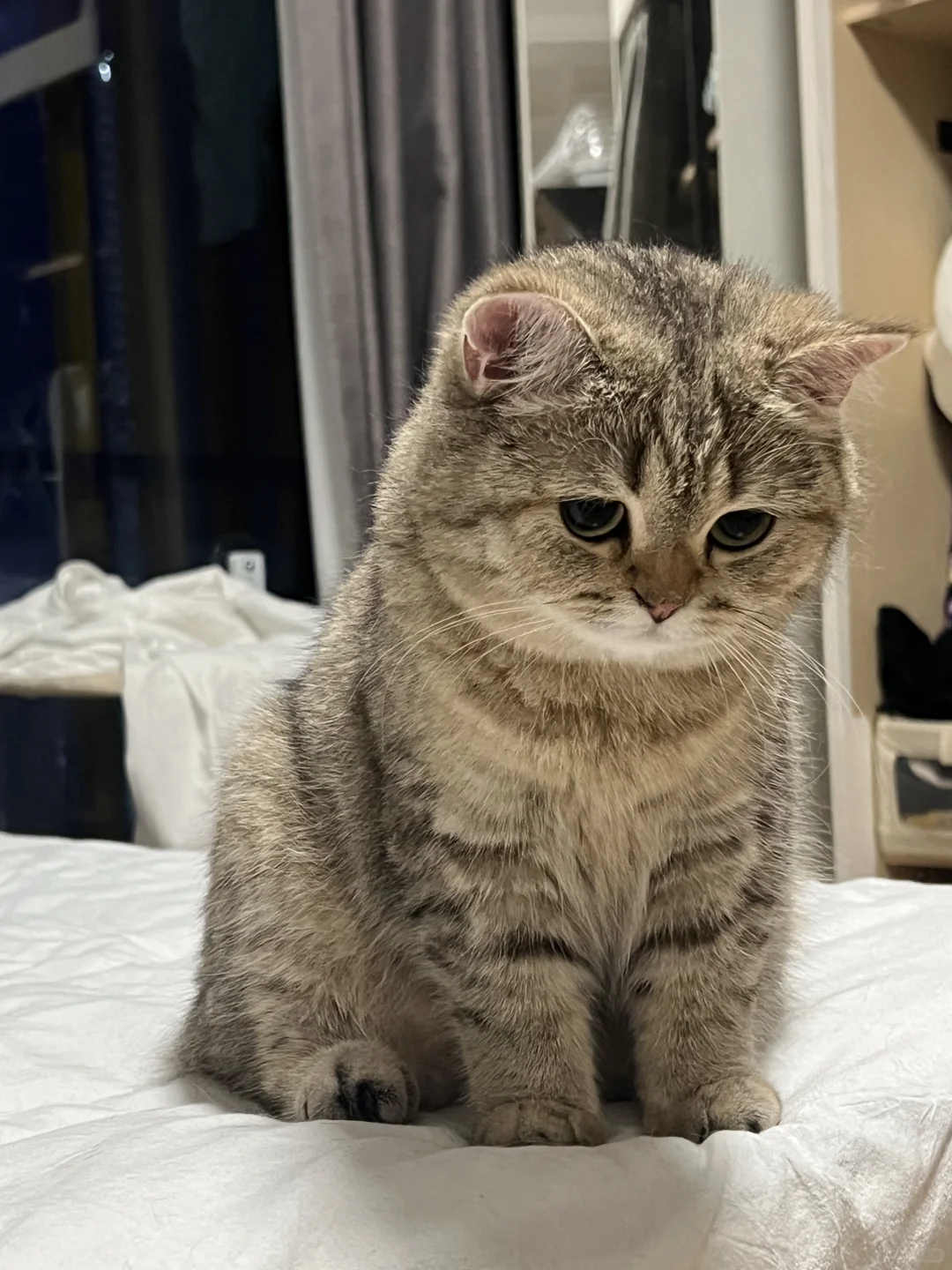 猫猫我啊受了委屈该和谁说？  