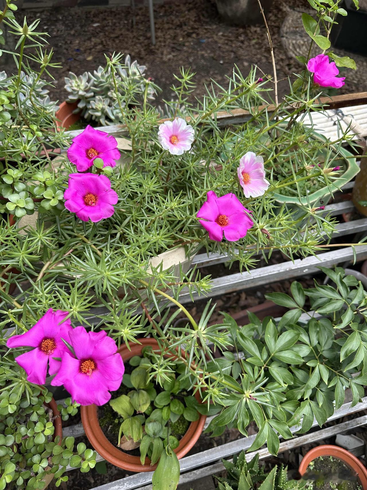 粉嫩的花朵点缀在绿意盎然的植物间，美不胜收！🌸🌿
