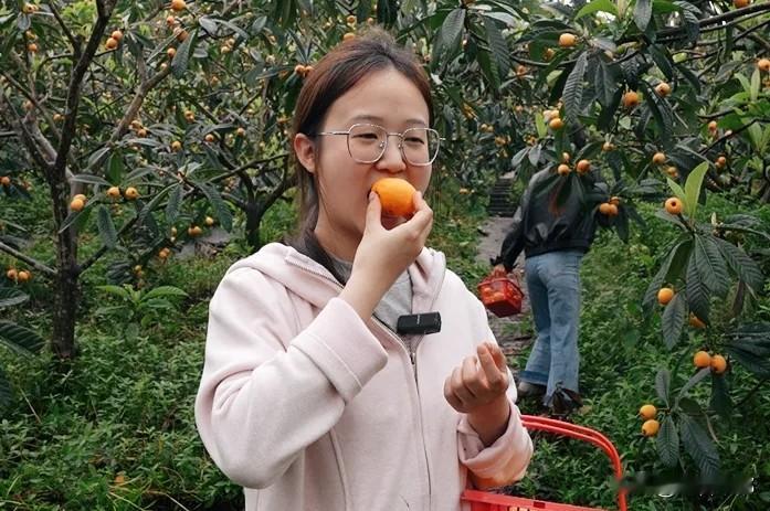 丰都这里的枇杷10元随便吃！
立夏过后，丰都三合街道童仙寨社区的枇杷漫山金黄，4