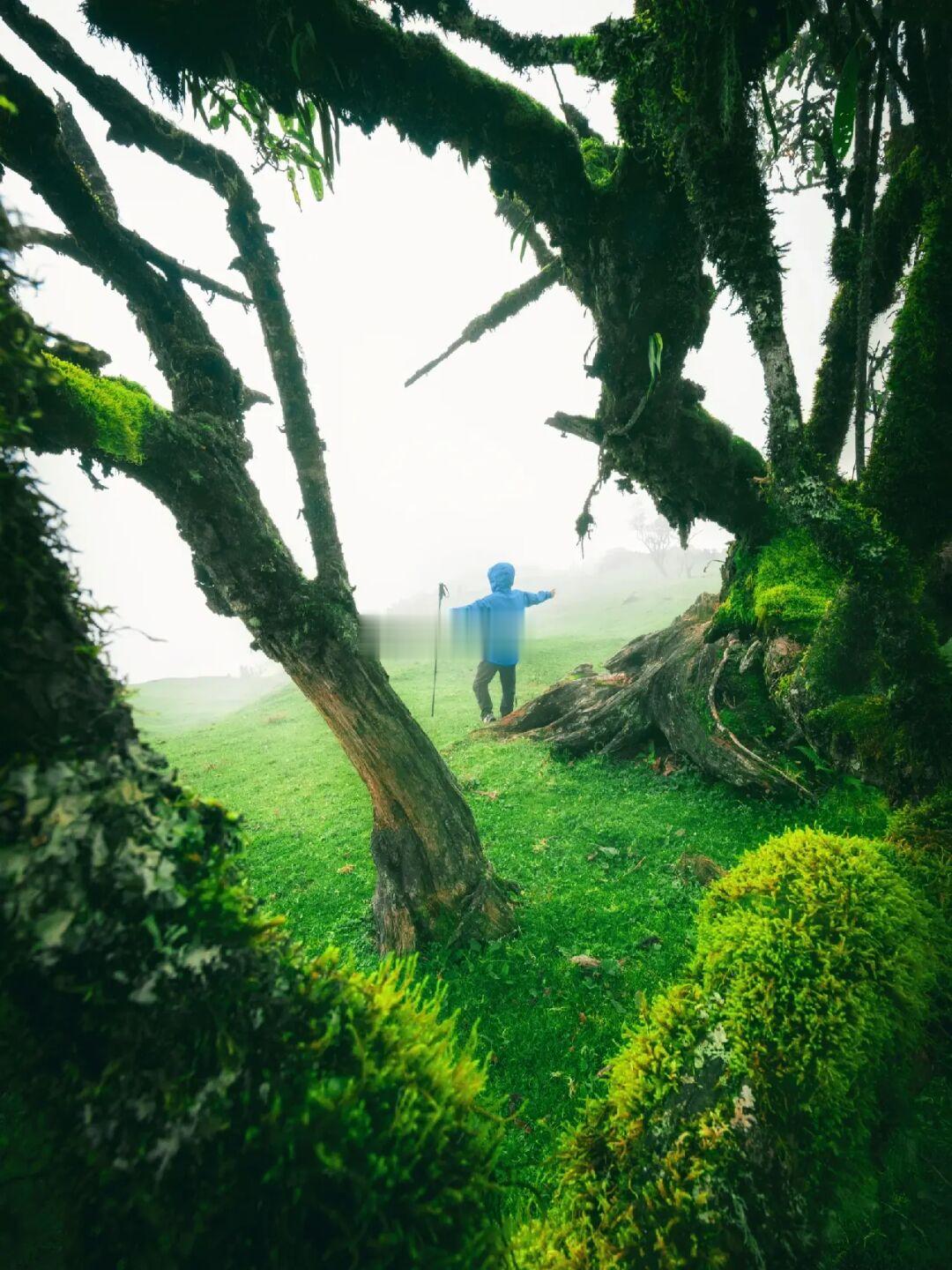 真不是国外！我在成都周边闯入一片魔幻森林