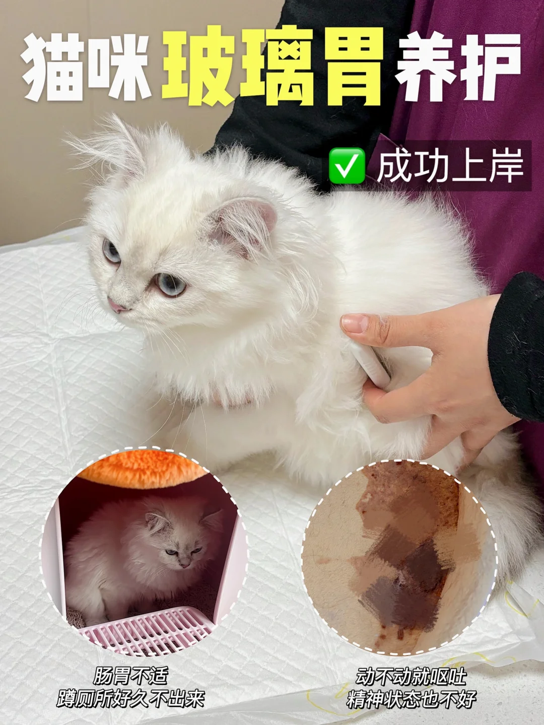 📝 经验贴 | 玻璃胃小猫成功上岸‼