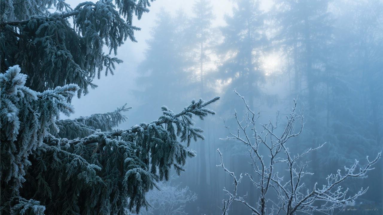 冬日生活打卡季冬日清晨寒霜