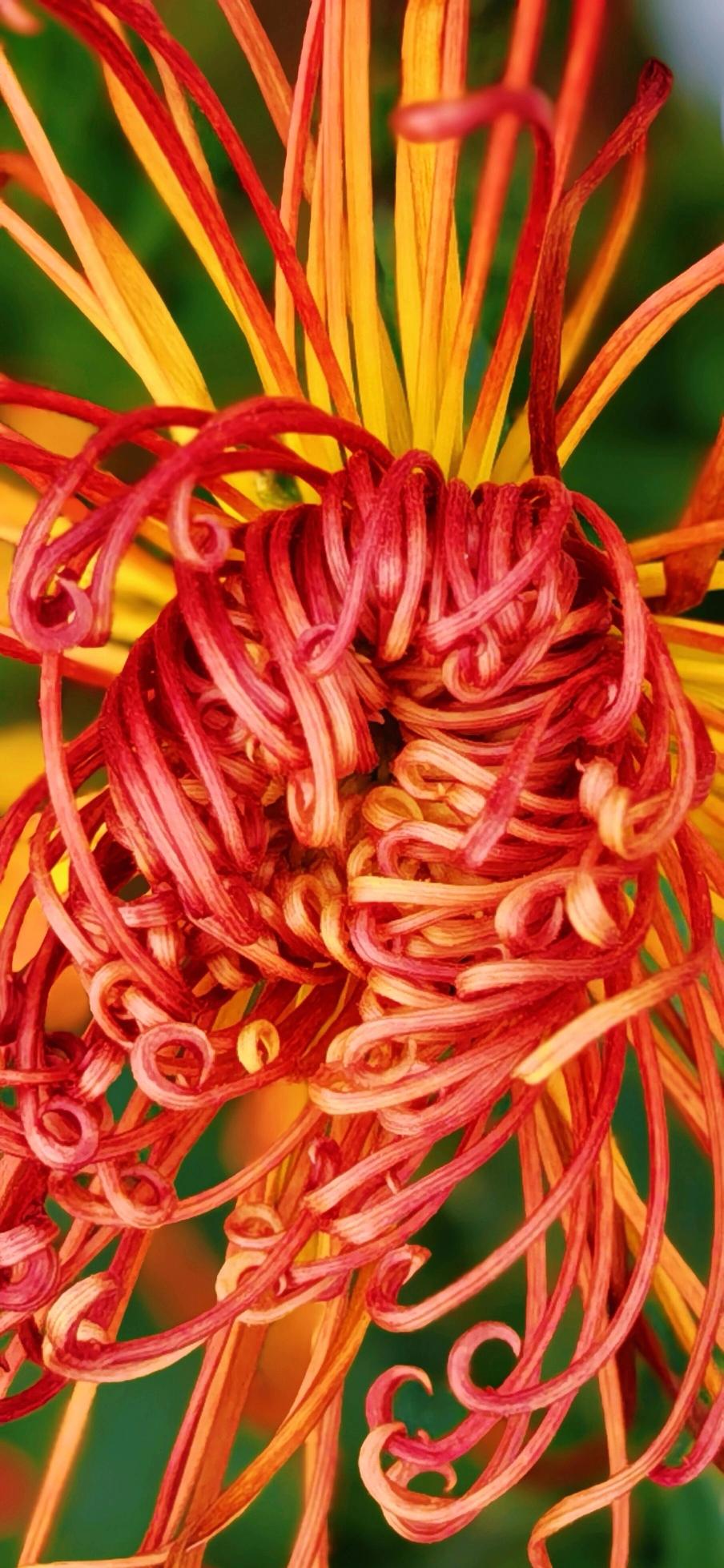 这菊花简直像被秋阳点燃的火焰，橘红与明黄在风中肆意交融，卷曲的花瓣如烫过的丝线，