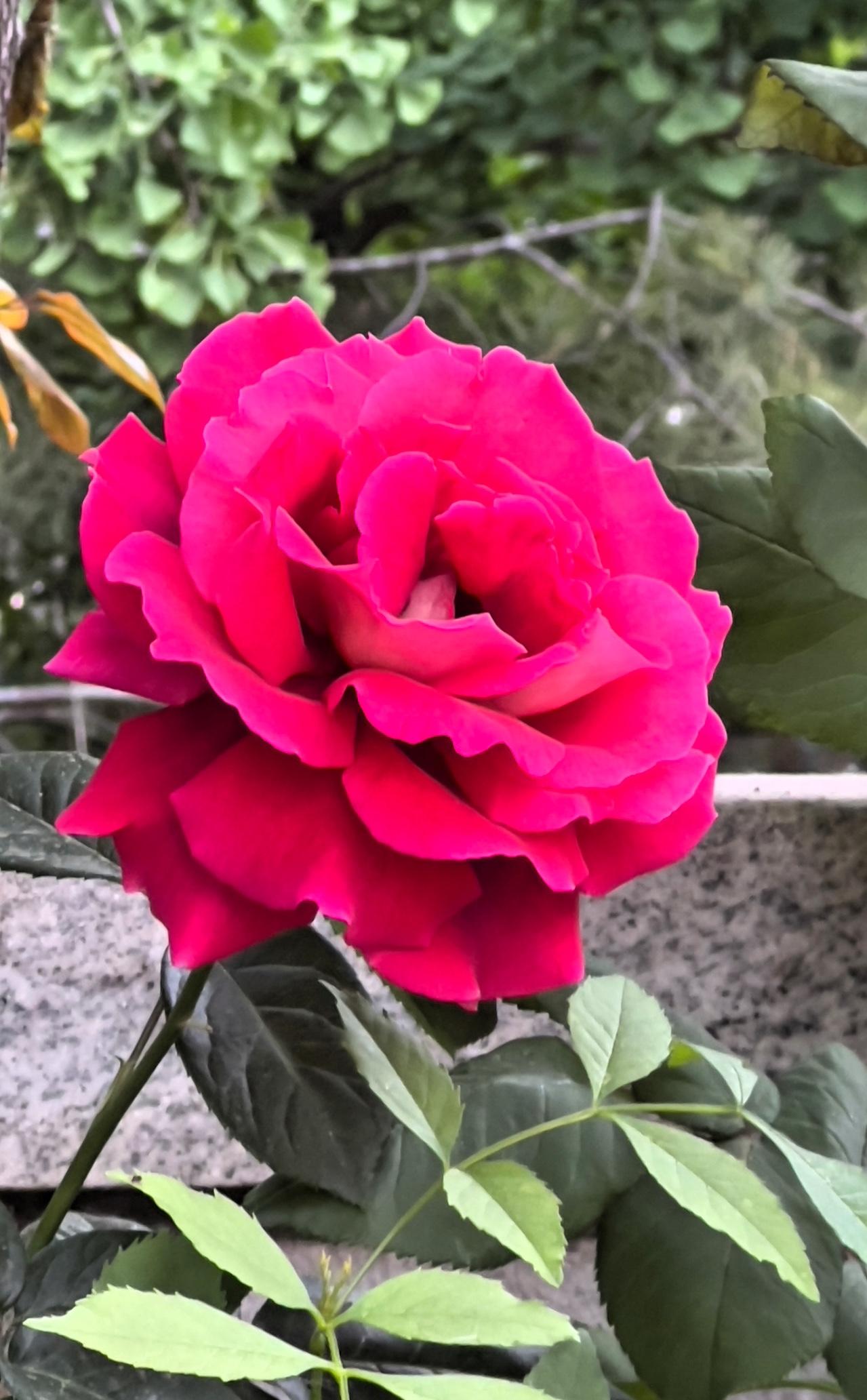分享绝美花朵