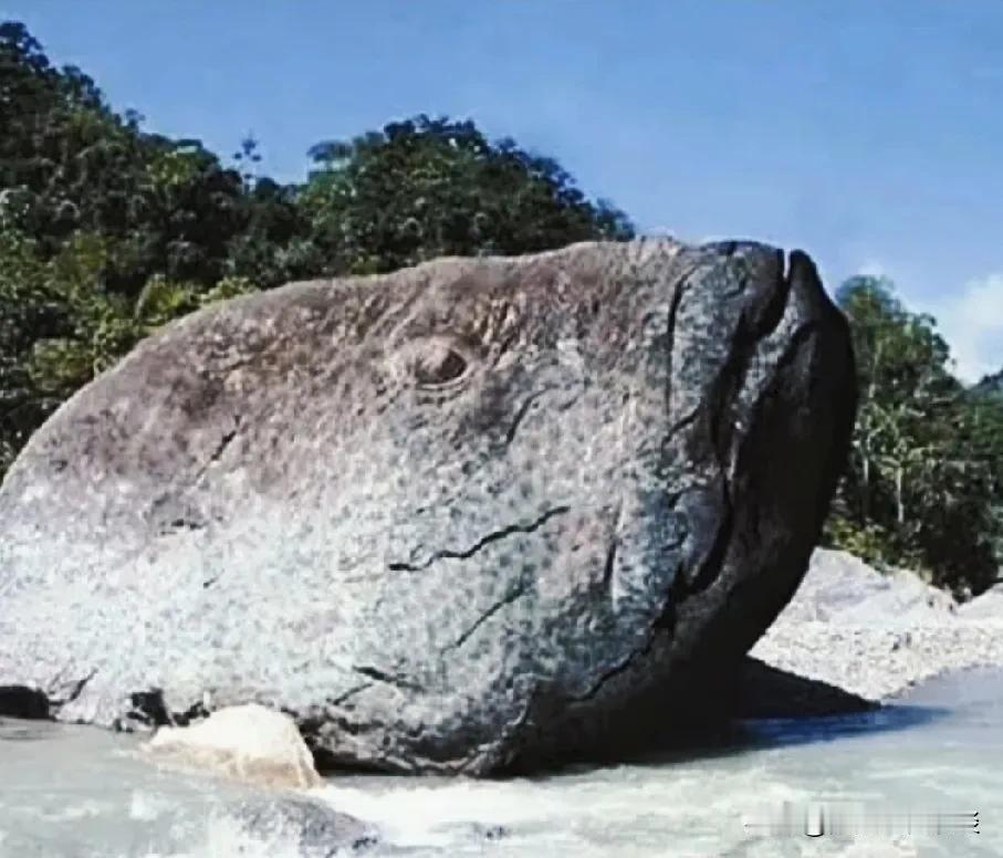 海边见到的胖鱼头。

#海边的蜥蜴# #海岸束带蛇# #银白色大蜥蜴# #海中遇