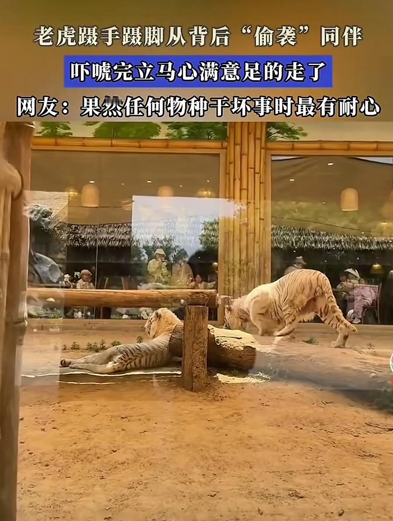 人和动物，动物和人一样，都需要个伴。
