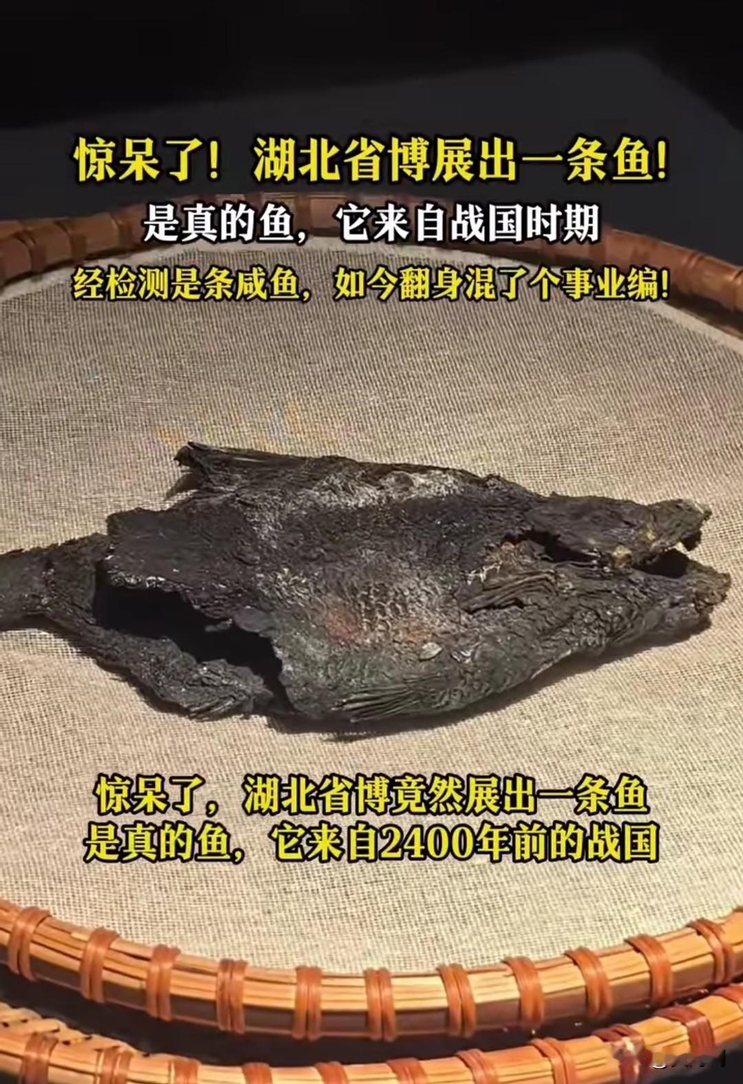 太稀奇！“咸鱼翻身”在这一刻具象化了。
湖北博物馆竟然展出了一条快要碳化的鱼，而