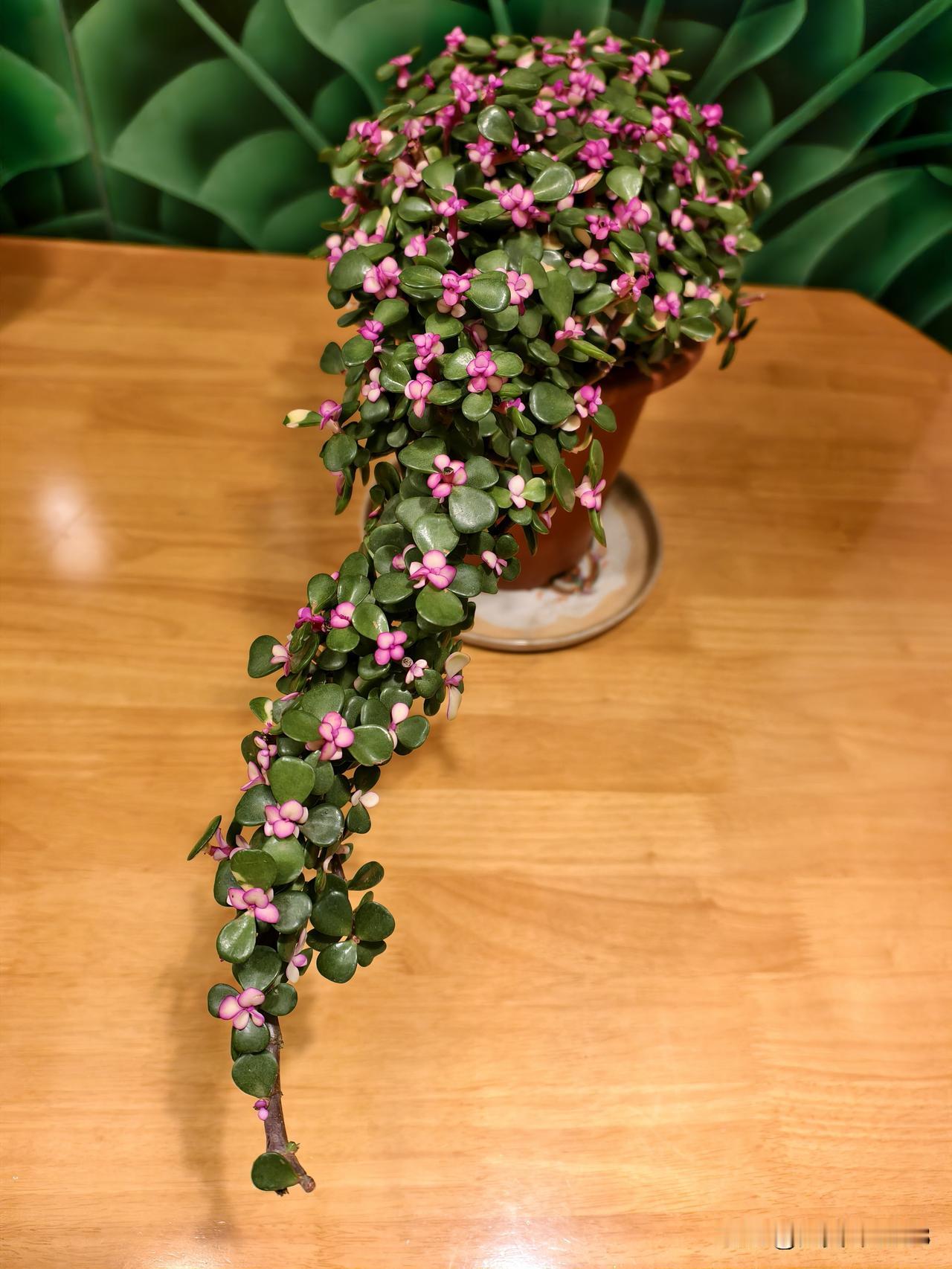 分享一下漂亮迷人的花金枝玉叶花