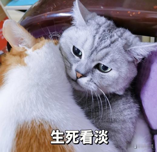 魂归故里？还是嫁夫随夫？
     在我国改革开放前，人口几乎没有流动性，一个人