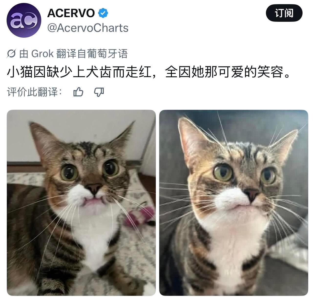世界破破烂烂 小动物缝缝补补 