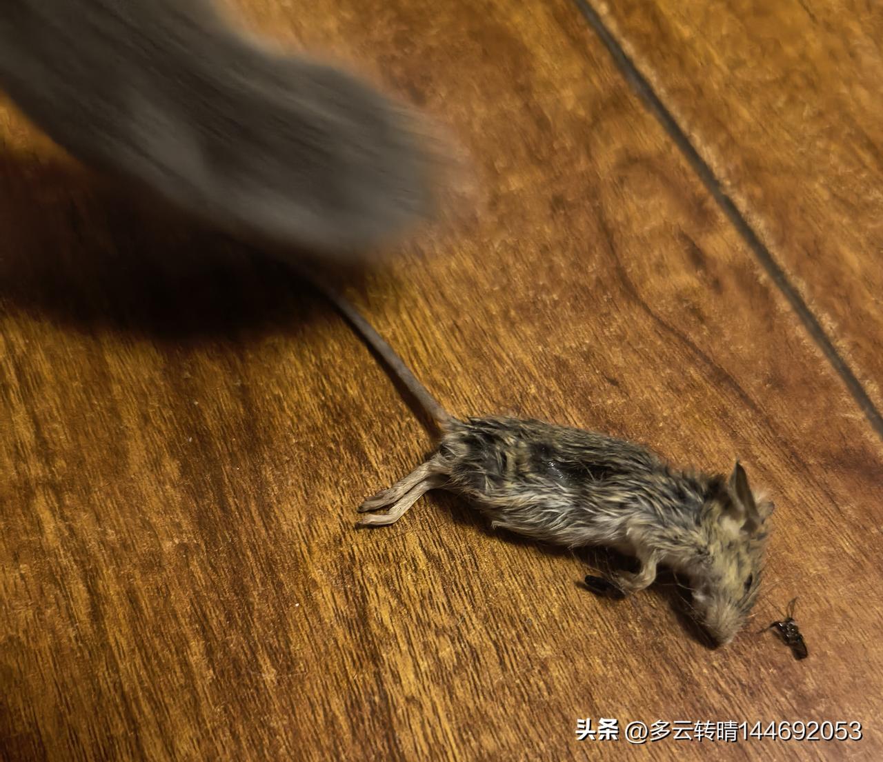 猫的反应真的比人类敏捷太多，在我还没看清楚小老鼠跑没跑出来时，蓝猫已经把小老鼠咬