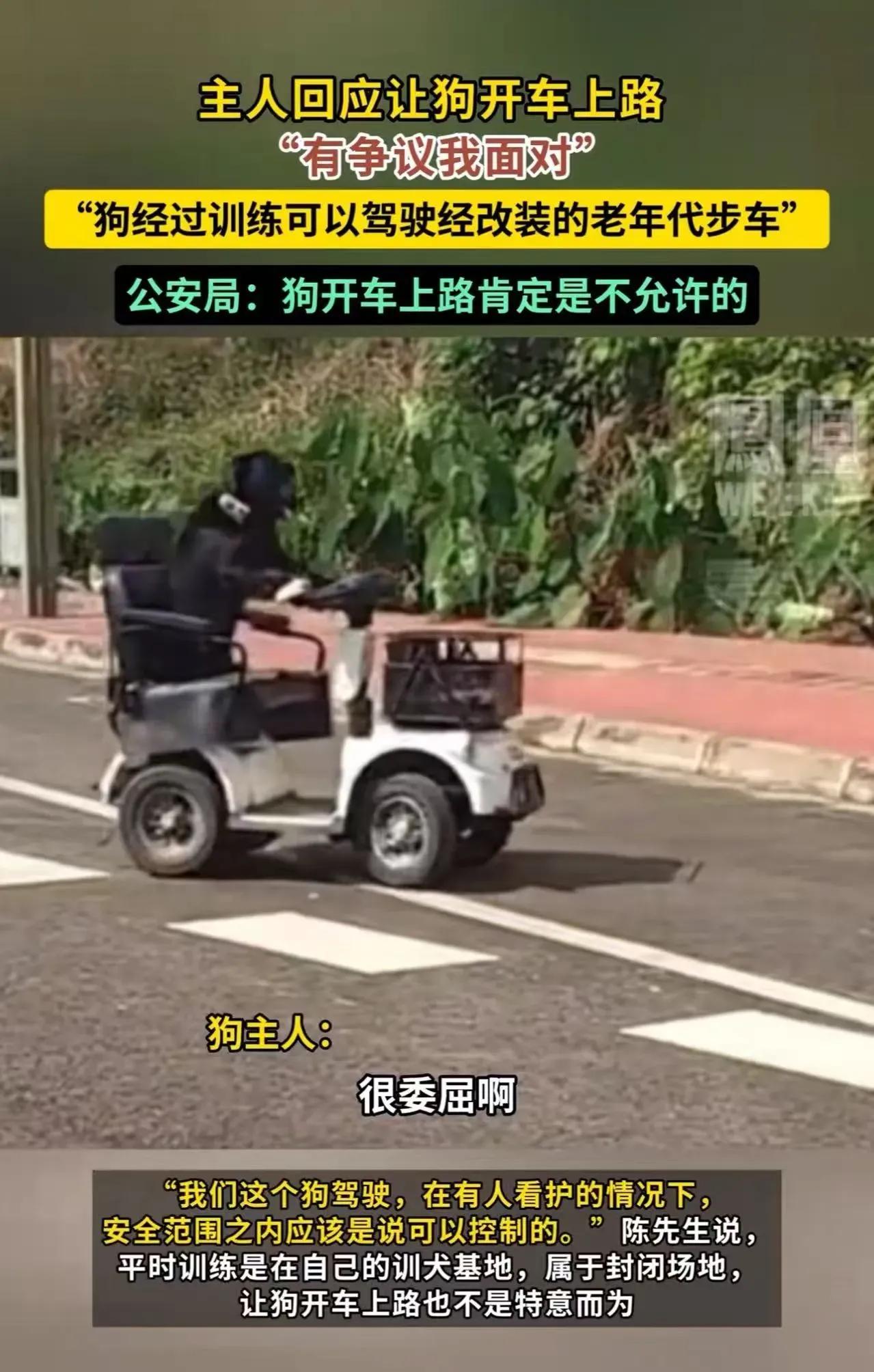 四川眉山，一只狗开着老年代步车上路，被网友质疑不安全！狗主人：“很憋屈，以前牛拉