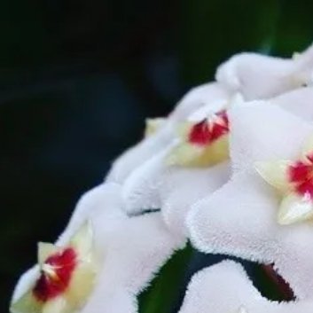 1800球兰的种植方法和注意事项一、光照球兰需要充足的光照，每天至少需要接受6个