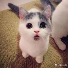 一直以为福建是没有口音的闽南人说"这样"发音特别轻快，"酱紫"出来的时候简直像在