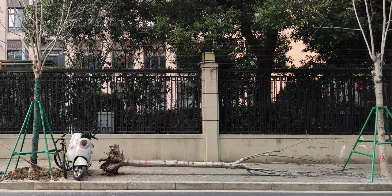 上海的道路绿化真有点让人搞不懂！马路边的行道树好好的，最近被挖了好几棵，然后种上