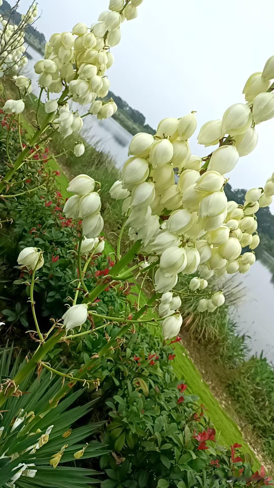 剑麻花开，那景象着实惊艳。滨河路边绿化带里的剑麻，叶片似利剑，组合成硕大绿莲。正