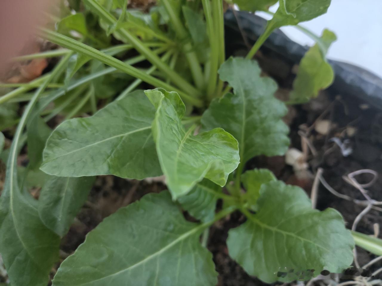又是崭新的一天
一天好心情
横眉冷对千夫指
俯首甘为孺子牛
