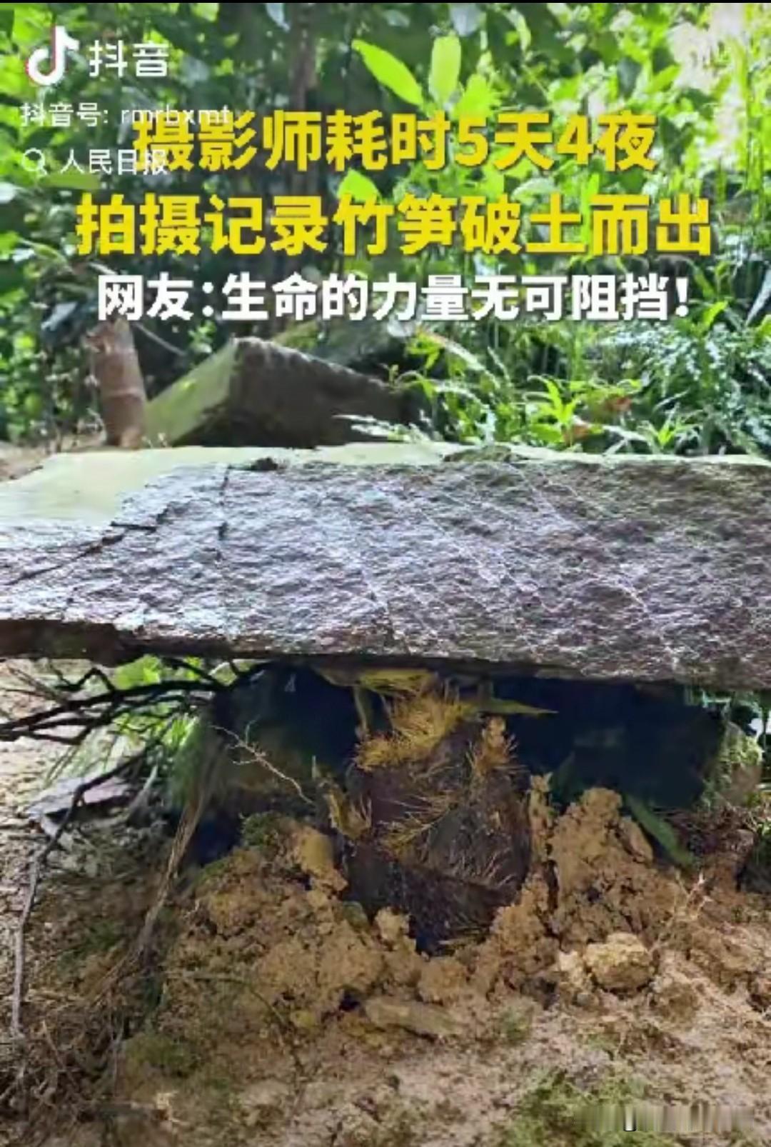 “这竹笋做梦都没想到它上人民日报了！”一摄影师耗时5天4夜拍竹笋，不料，在拍摄时