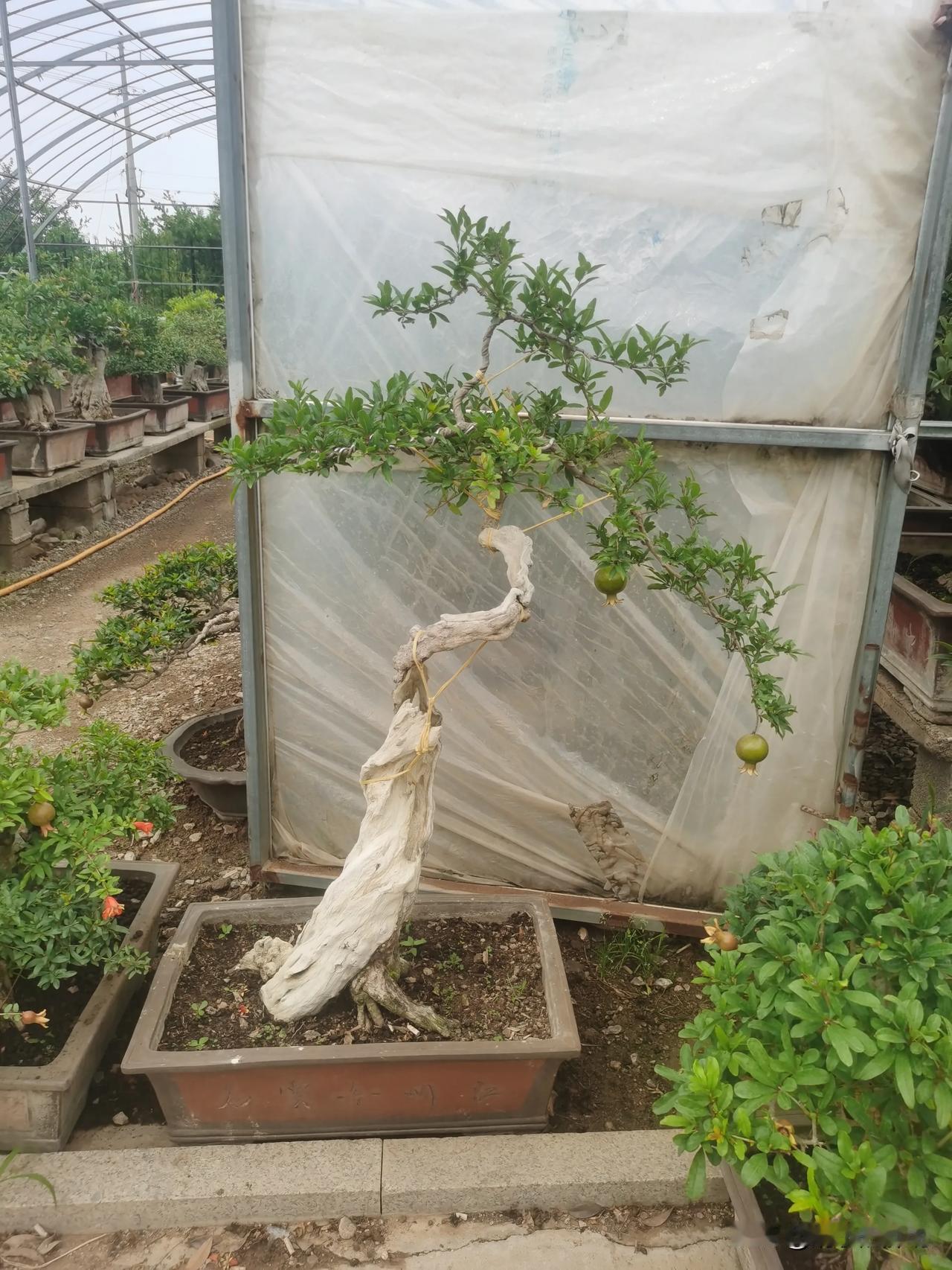 感叹生命力的顽强