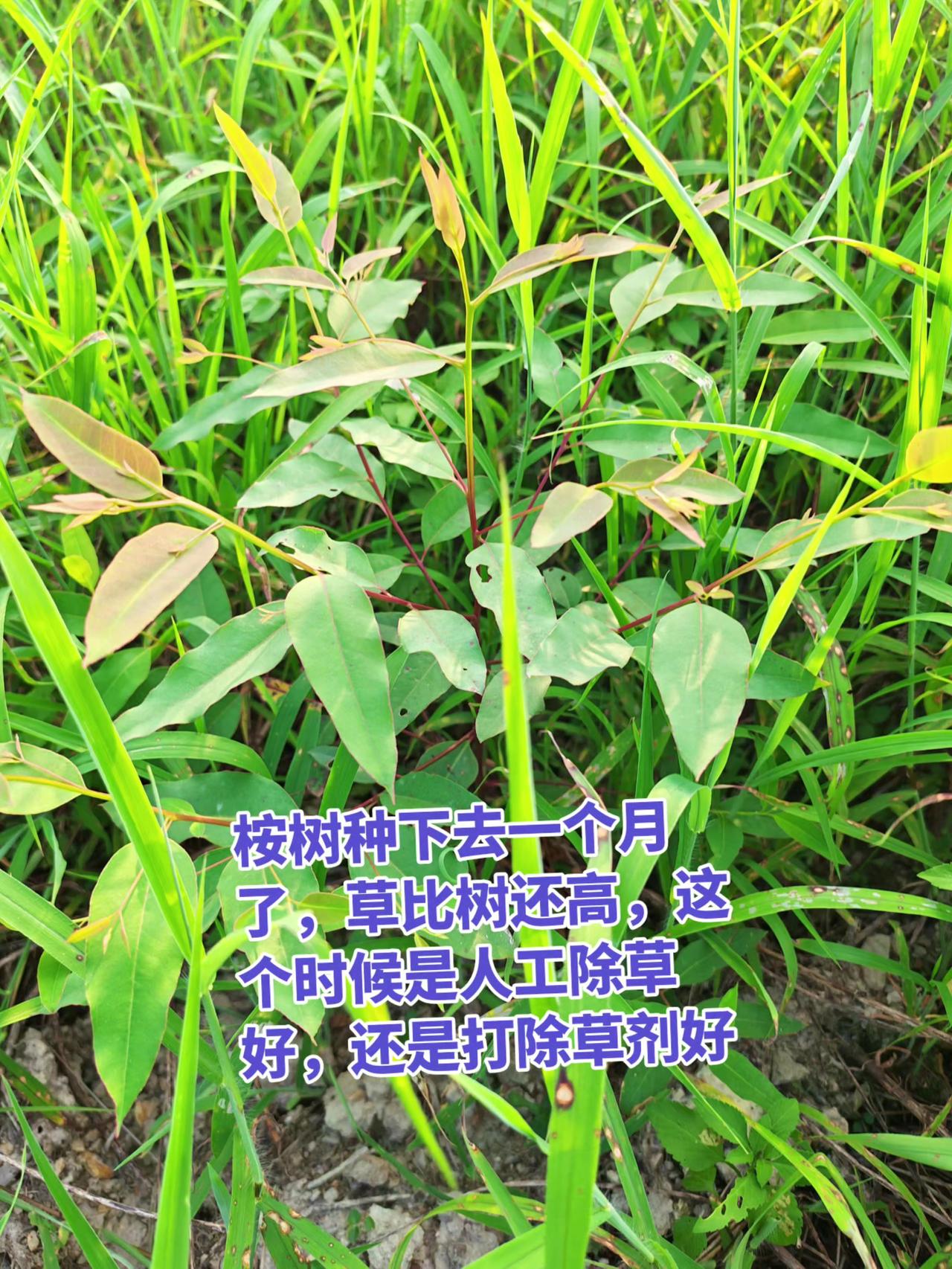 那这个情况你怎么处理桉树桉树种植 三农 乡村生活