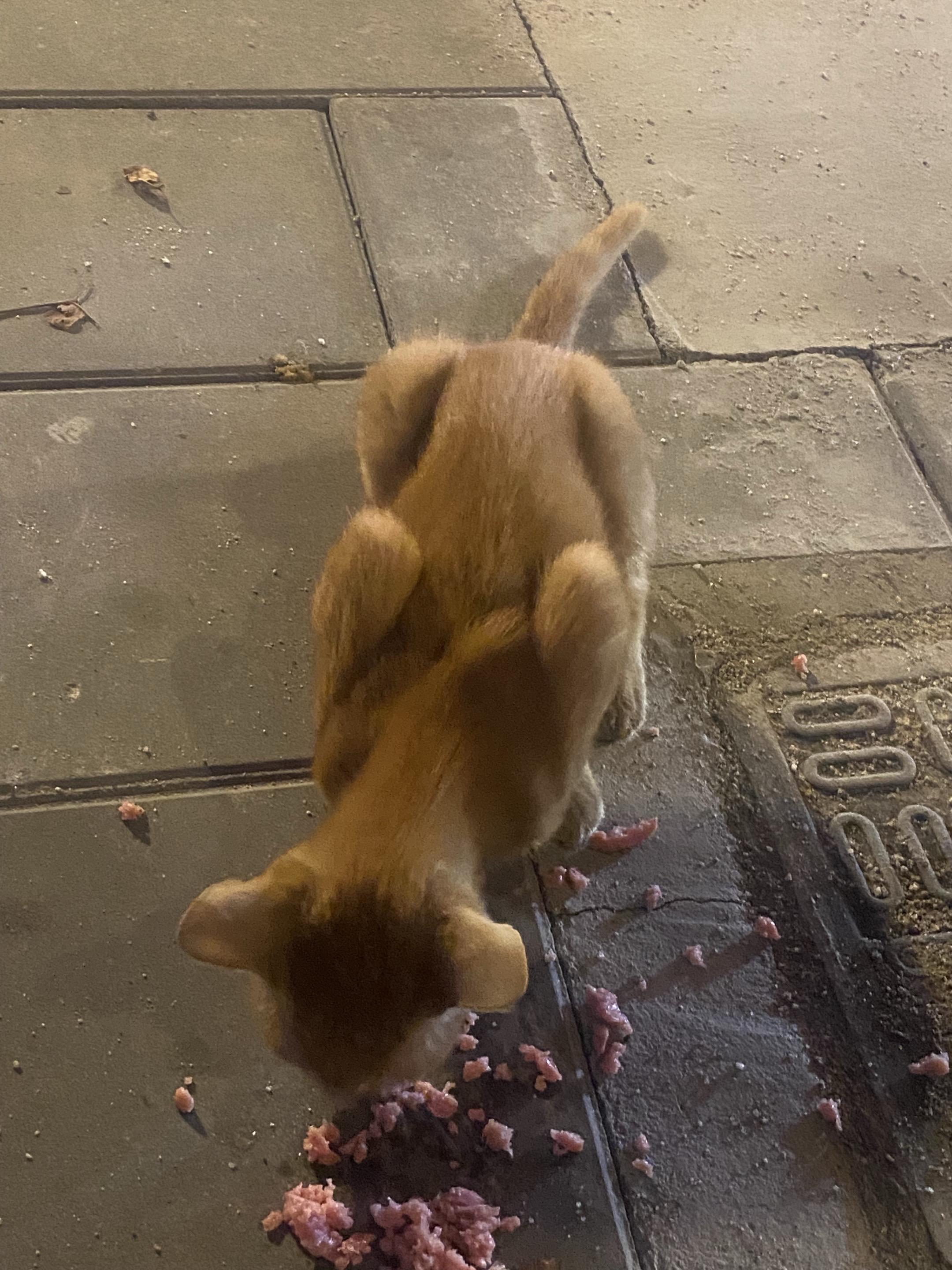 唉…心情不好就喜欢喂流浪猫…