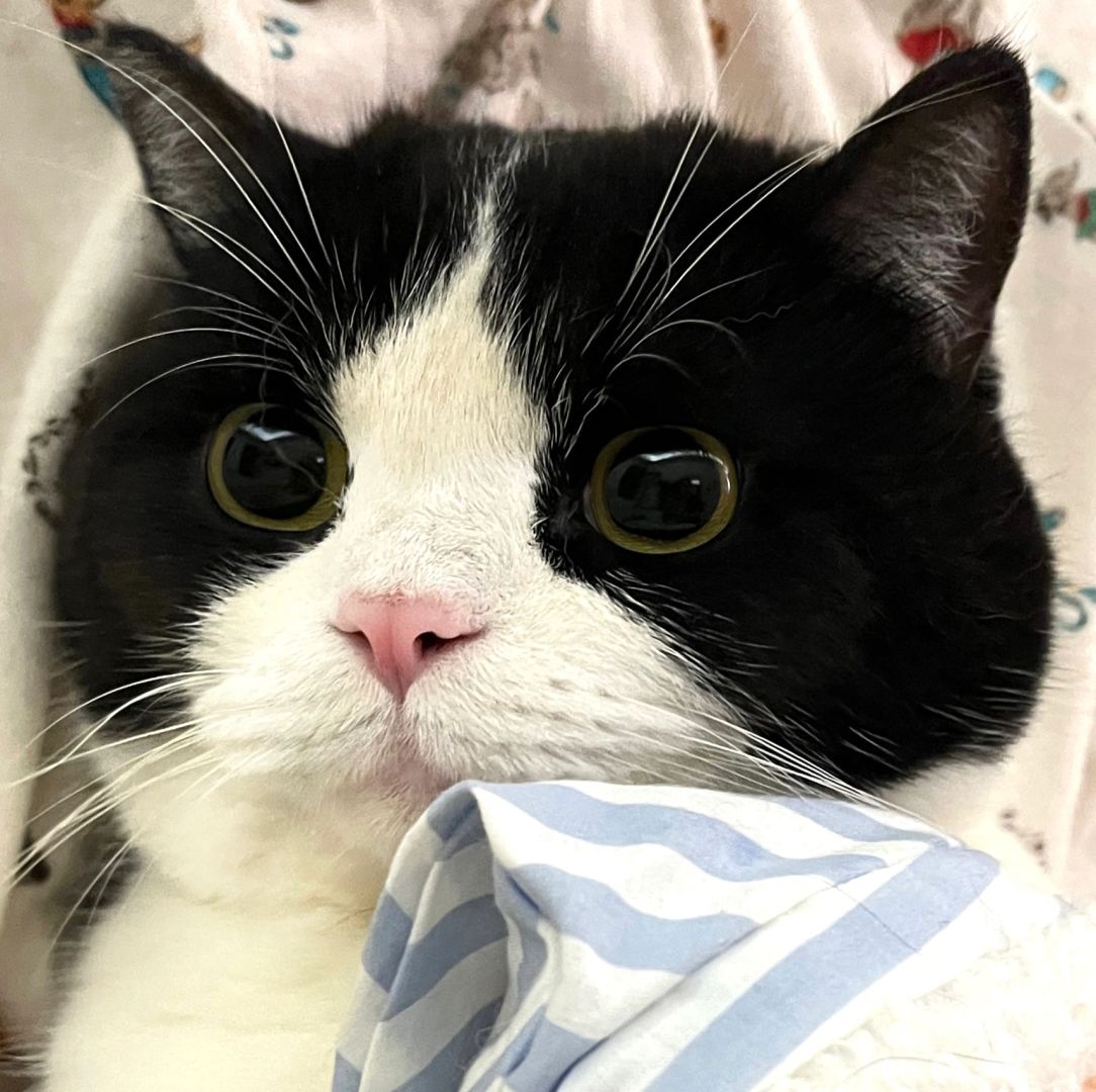 可爱猫猫头像2.0💤