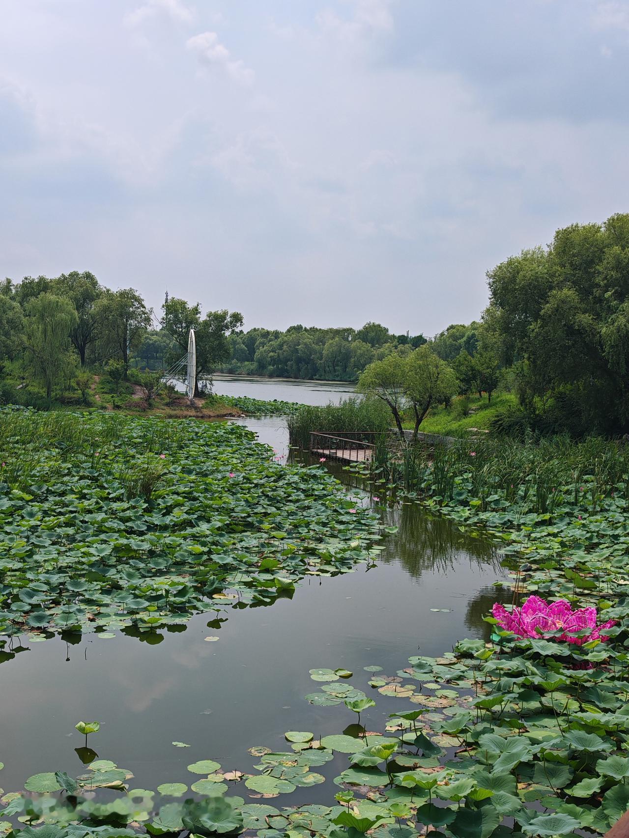 分享一张最近随手拍的照片北京温榆河公园