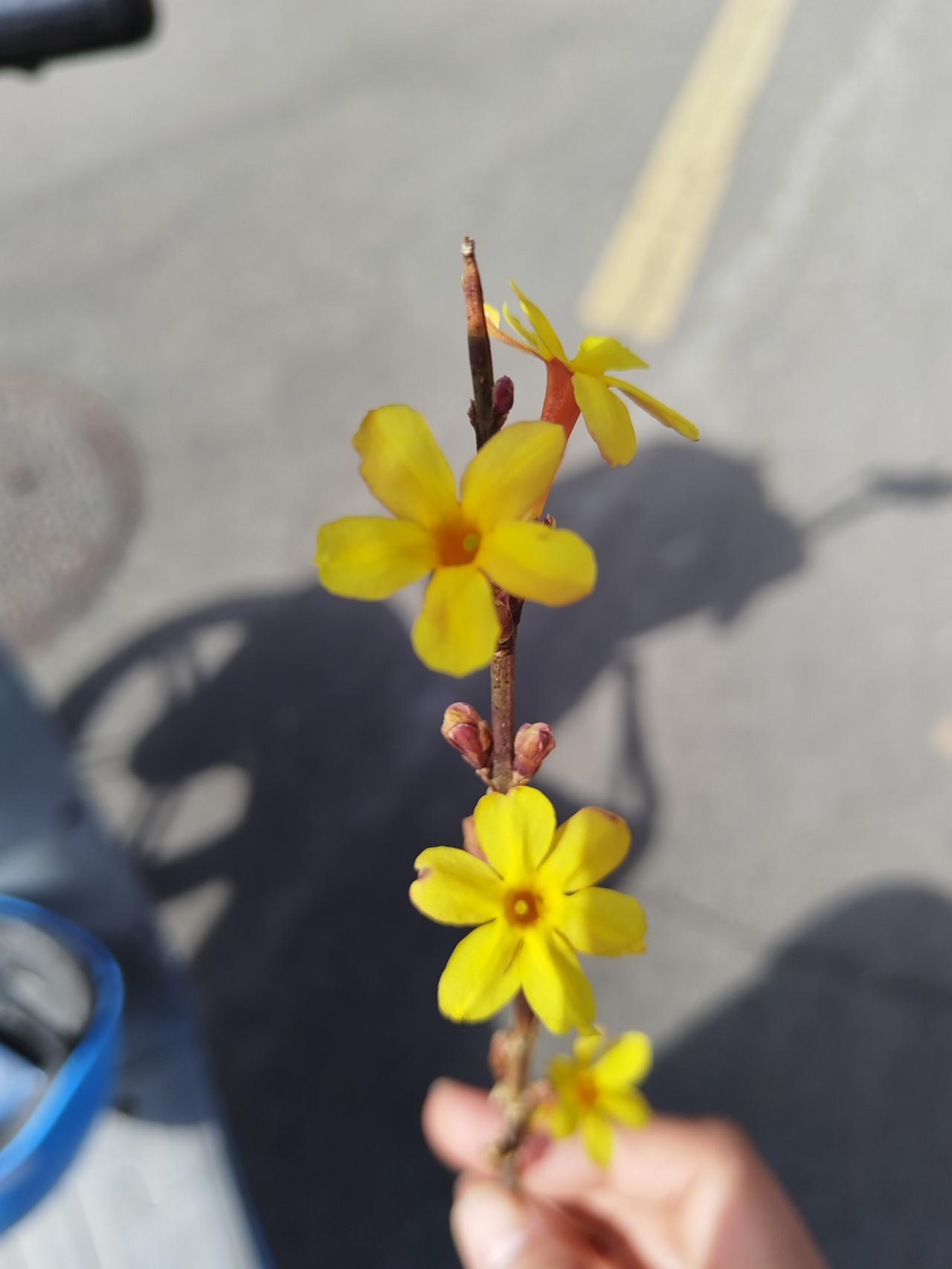 这是春天的使者迎春花，每年春天北方第一个盛开的花，嫩黄又可爱